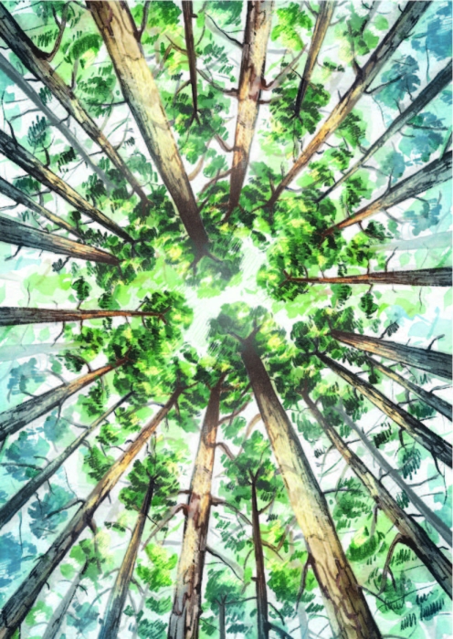 Открытка «Кедровый лес»