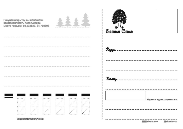 Открытка «Кедровый лес»